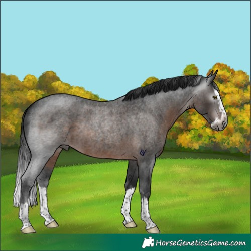 Horse Color:Gray Brown Roan Splash Rabicano 