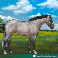 Horse Color:Brown Roan Rabicano 