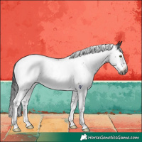 Horse Color:Gray Brown Roan Splash Rabicano 