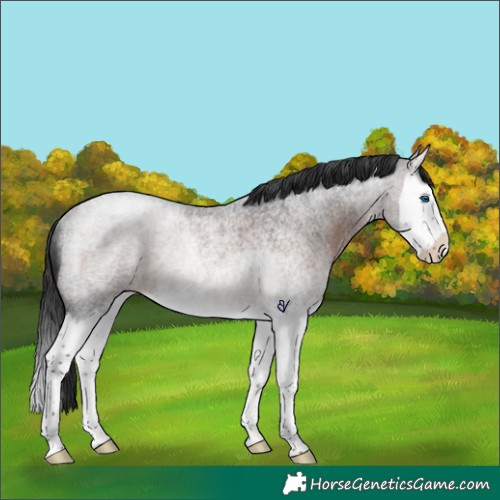 Horse Color:Brown Roan Splash Rabicano 