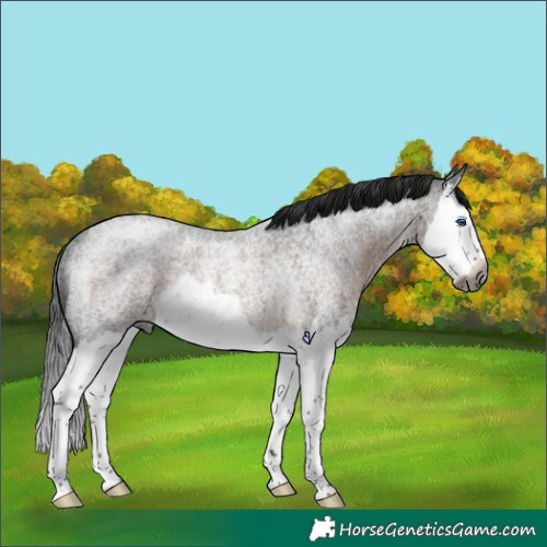 Horse Color:Gray Brown Roan Splash Rabicano 