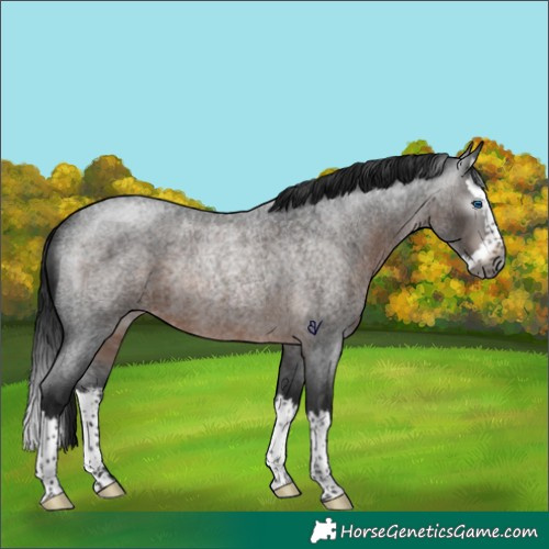 Horse Color:Gray Brown Roan Splash Rabicano 