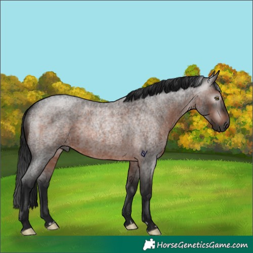 Horse Color:Gray Brown Roan Rabicano 