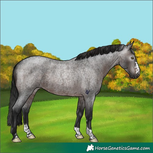 Horse Color:Gray Brown Roan Rabicano 