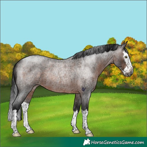 Horse Color:Gray Bay Roan Splash Rabicano 