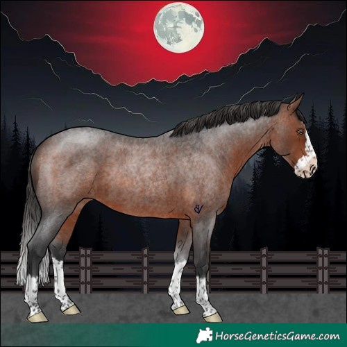 Horse Color:Bay Roan Splash Rabicano 