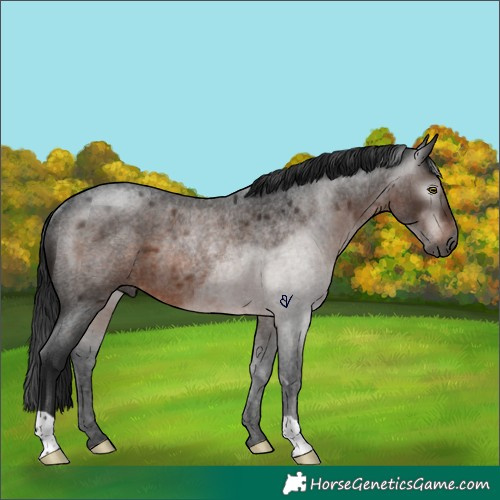 Horse Color:Gray Brown Roan Rabicano 