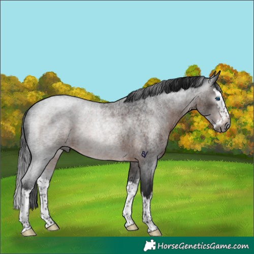 Horse Color:Gray Brown Roan Splash Rabicano 