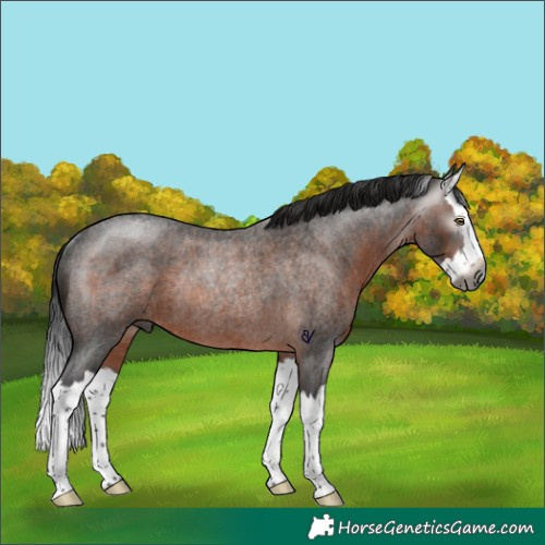 Horse Color:Gray Bay Roan Splash Rabicano 
