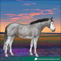 Horse Color:Gray Brown Roan Splash Rabicano 