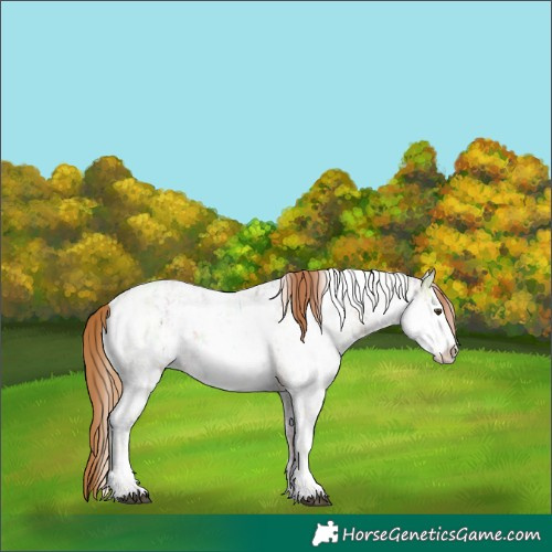 Horse Color:Red Dun Ice Sabino Rabicano 
