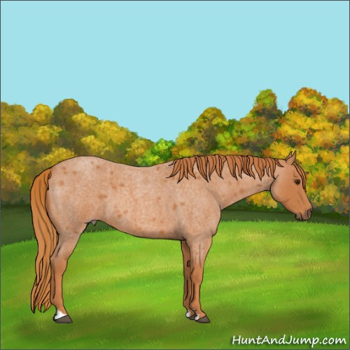 Horse Color:Red Roan 