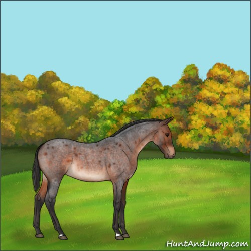 Horse Color:Brown Roan 