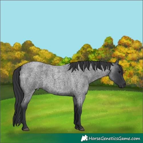 Horse Color:Blue Roan 