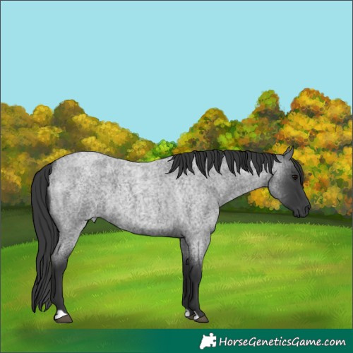 Horse Color:Blue Roan 