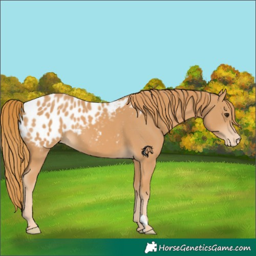 Horse Color:Chestnut Appaloosa 