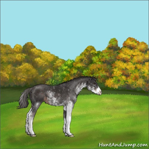 Horse Color:Liver Chestnut Sabino 