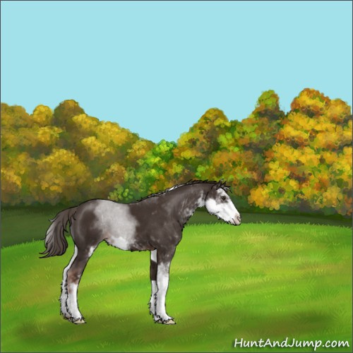 Horse Color:Liver Chestnut Sabino