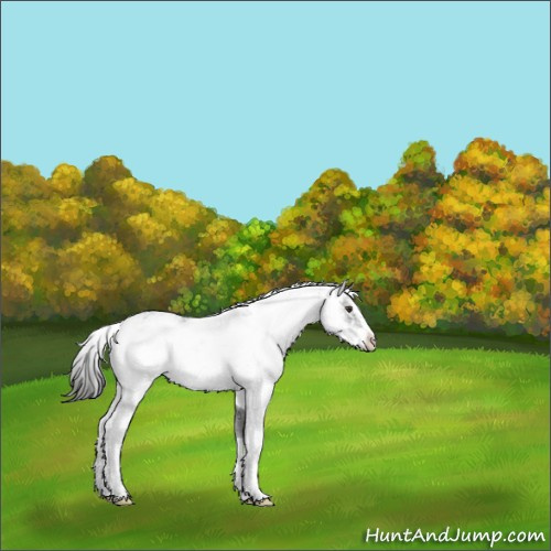 Horse Color:Liver Chestnut Sabino