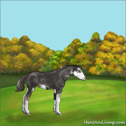 Horse Color:Liver Chestnut Sabino 