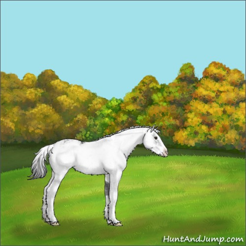 Horse Color:Liver Chestnut Sabino 