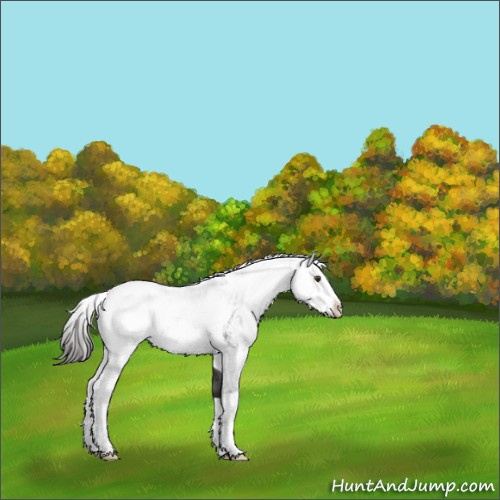 Horse Color:Liver Chestnut Sabino 