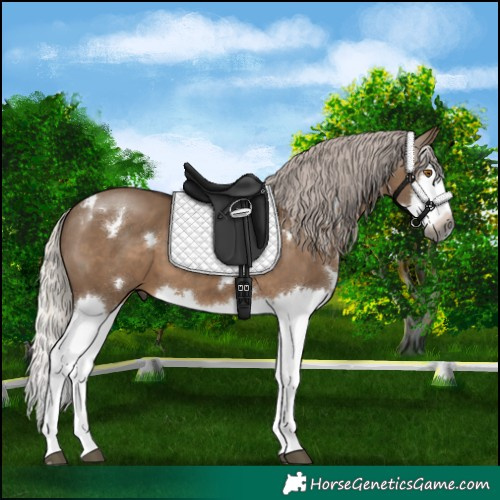 Horse Color:Gray White Spotted Silver Grullo Sabino Splash 