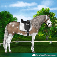 Horse Color:Gray White Spotted Silver Grullo Sabino Splash 