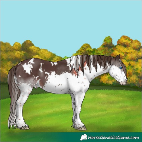 Horse Color:White Spotted Liver Chestnut Splash 