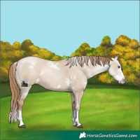 Horse Color:White Spotted Grullo Pearl Sabino Splash 