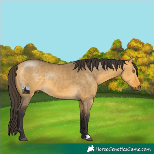 Horse Color:Buckskin Dun 