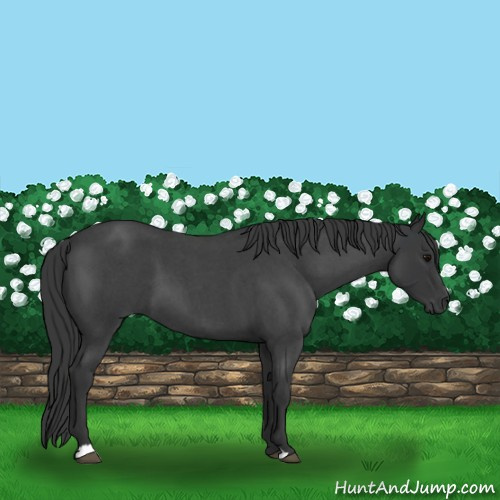 Horse Color:Blue Roan 