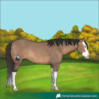 Horse Color:Brown Dun Splash Rabicano 