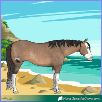 Horse Color:Brown Dun Splash Rabicano