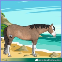Horse Color:Brown Dun Splash Rabicano 