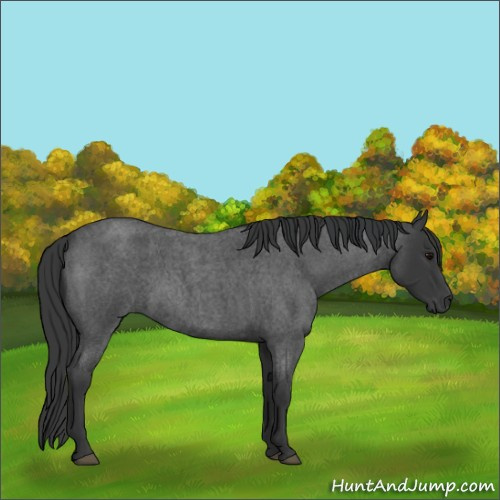 Horse Color:Blue Roan
