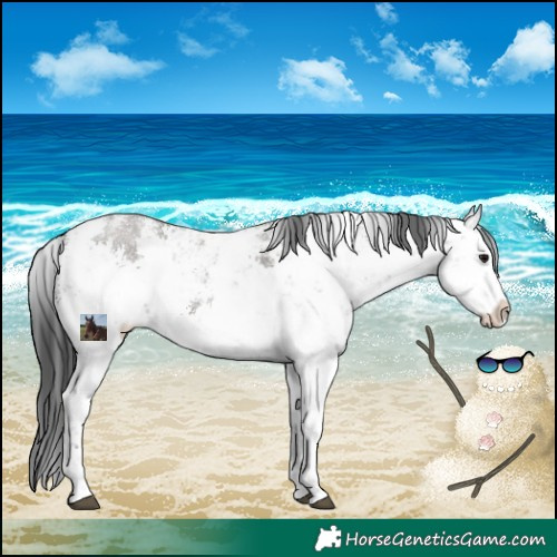 Horse Color:White Spotted Grullo Sabino Rabicano 