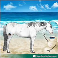 Horse Color:White Spotted Grullo Sabino Rabicano 