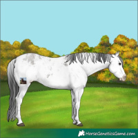 Horse Color:White Spotted Grullo Sabino Rabicano 