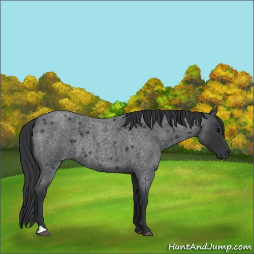 Horse Color:Blue Roan 