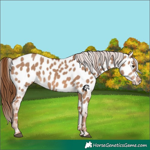 Horse Color:Red Dun Appaloosa 