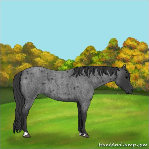 Horse Color:Blue Roan