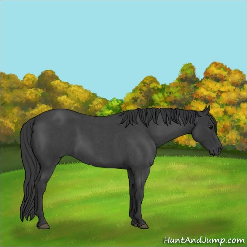 Horse Color:Blue Roan 