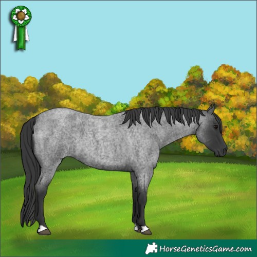 Horse Color:Blue Roan