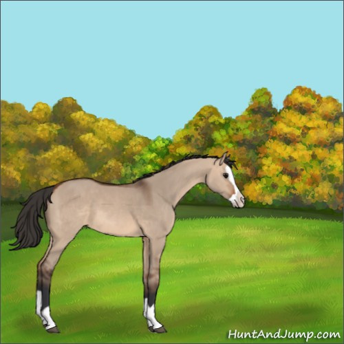 Horse Color:Bay Dun Splash