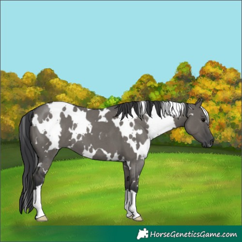Horse Color:White Spotted Grullo Roan 