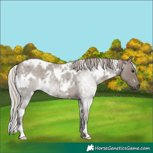 Horse Color:White Spotted Silver Grullo Roan 