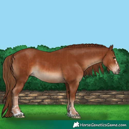 Horse Color:Chestnut  and Chestnut 