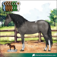 Horse Color:Grullo Tobiano 