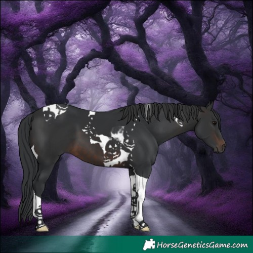 Horse Color:Brown Tobiano 